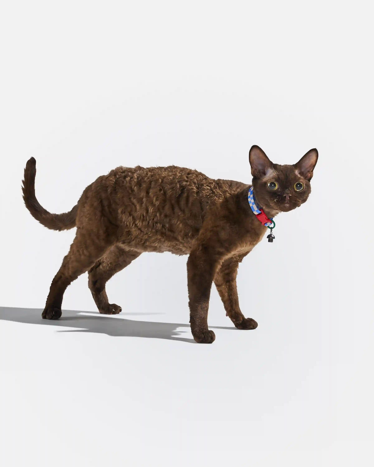 Breakaway Cat Collar