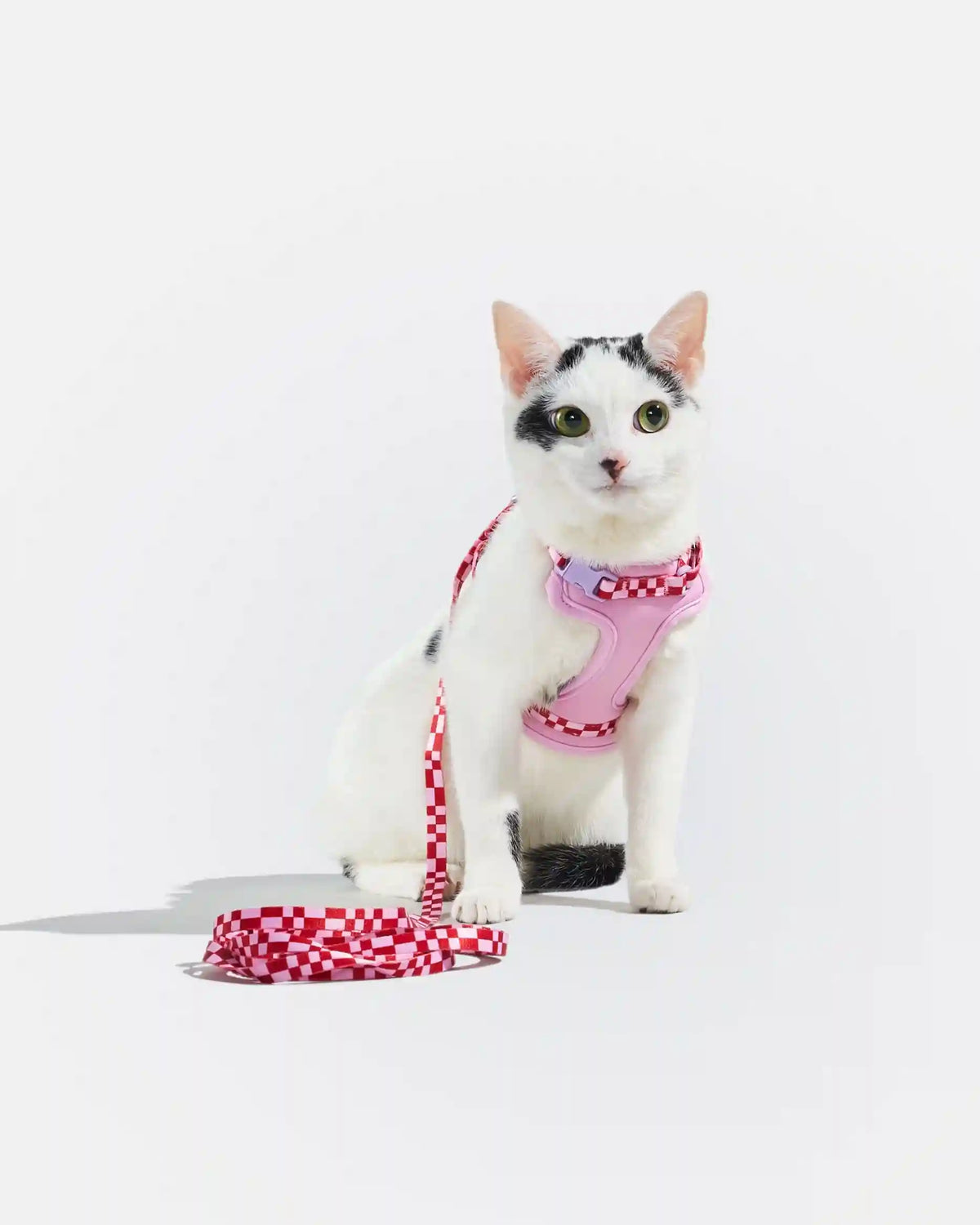 Cat Harness & Leash
