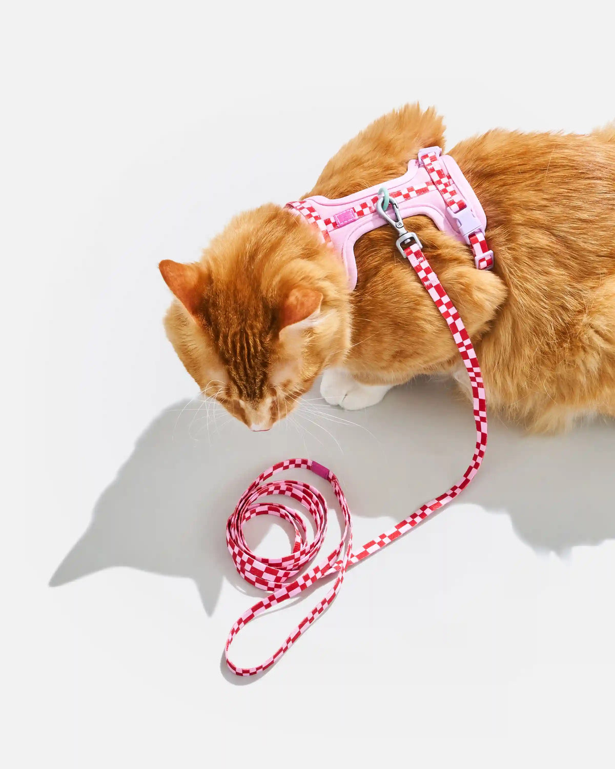 Cat Harness & Leash