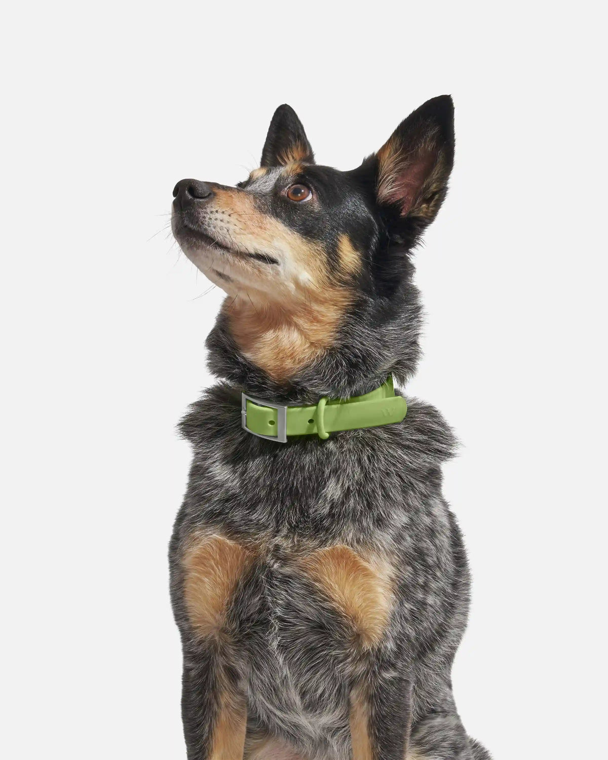 Waterproof Dog Collar