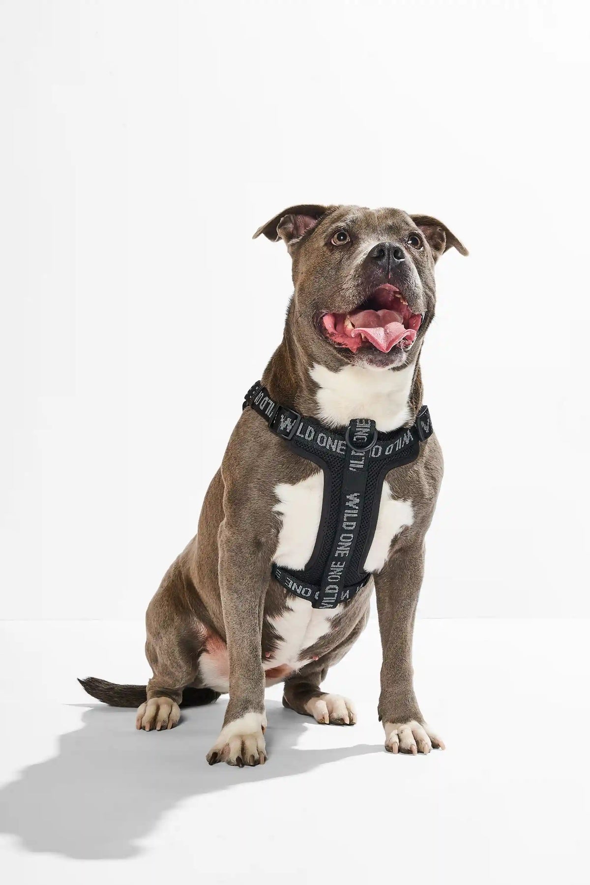 Step-In Dog Harness