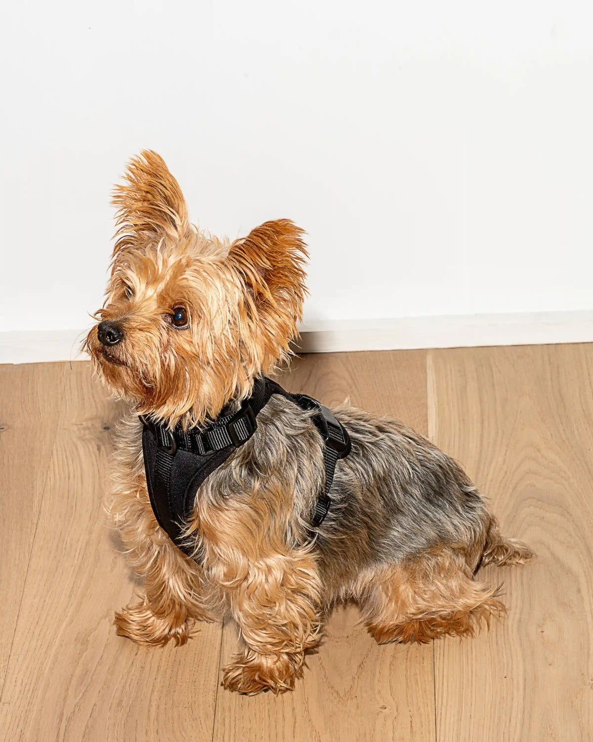 Cushioned Dog Harness