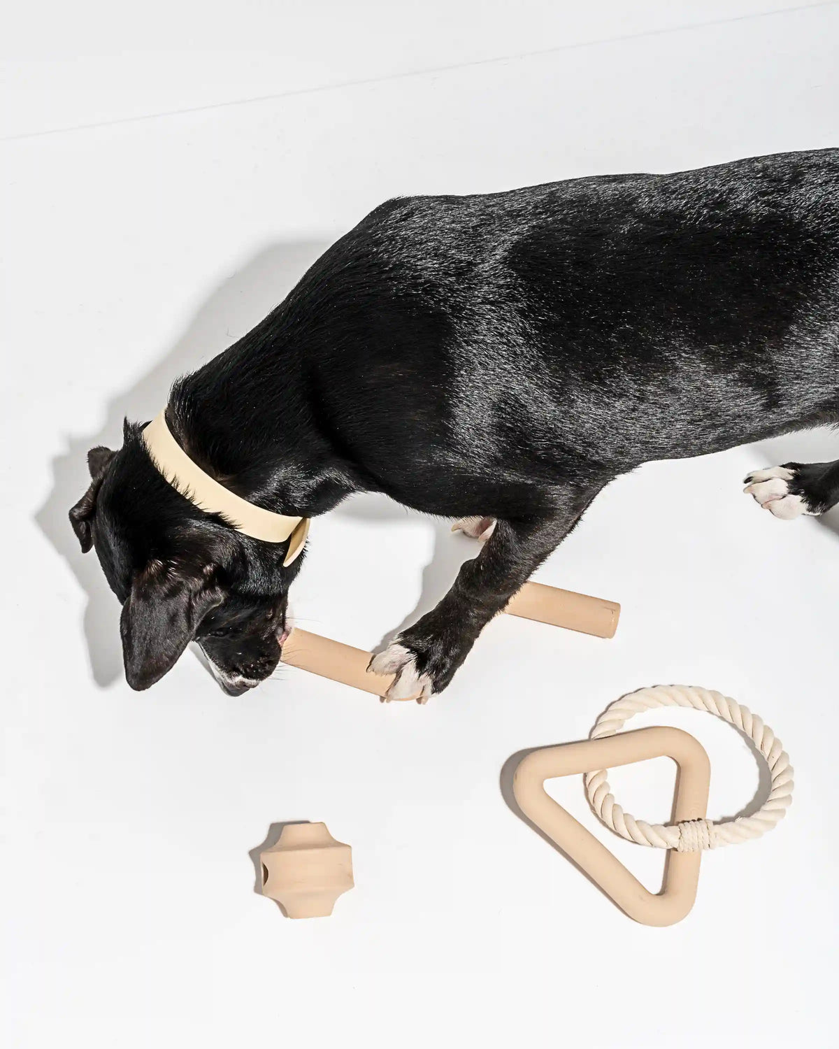Dog Toy Kit