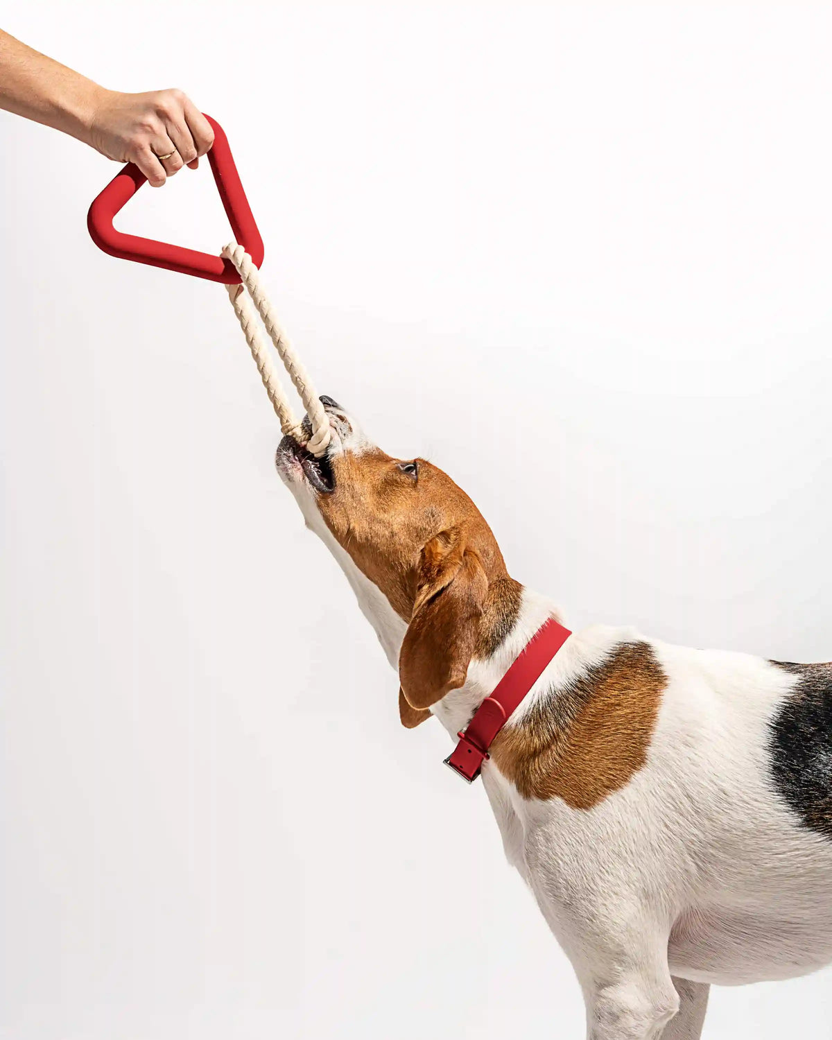 Dog Toy Kit